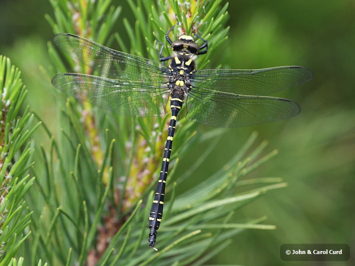 J17_1951 Cordulegaster boltonii male.JPG